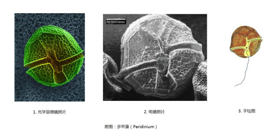 甲藻结构图片