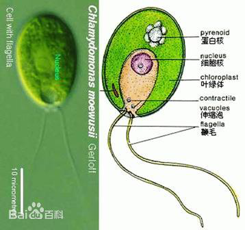 衣藻属植物体为单细胞,卵形,细胞内有1个厚底杯状的叶绿体,其底部有1