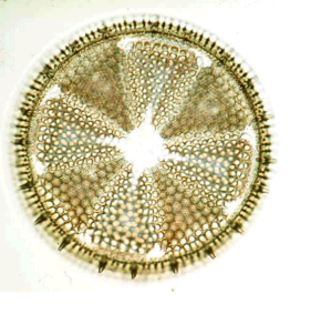 浮游植物分类(硅藻门)